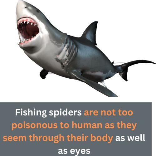 Is Fishing Spider Poisonous