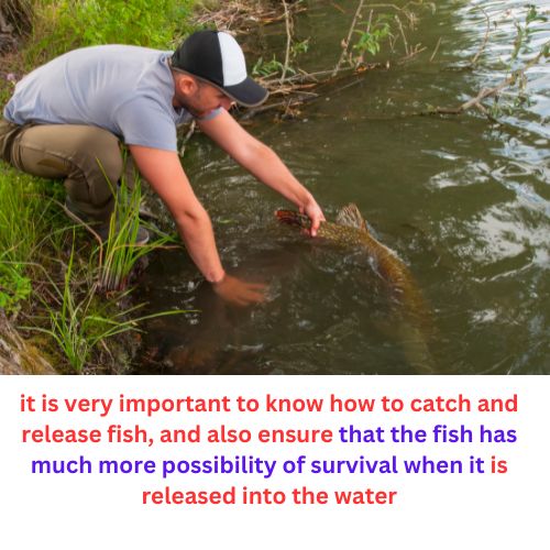 Does Fishing Catch and Release