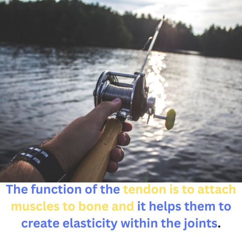 Can Fish Cause Tennis Elbow