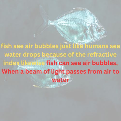 Can Fish See Air