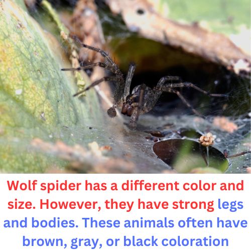 fishing spider vs wolf spider