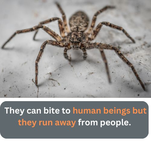 Is Fishing Spider Poisonous