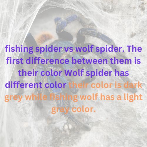 fishing spider vs wolf spider