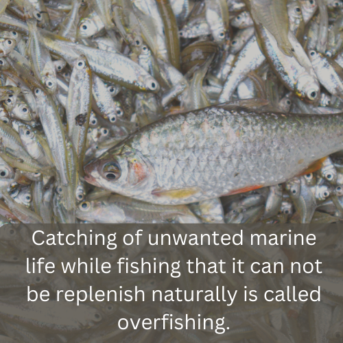 What is Overfishing